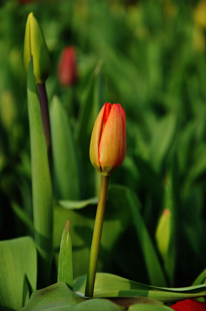 Language of tulip