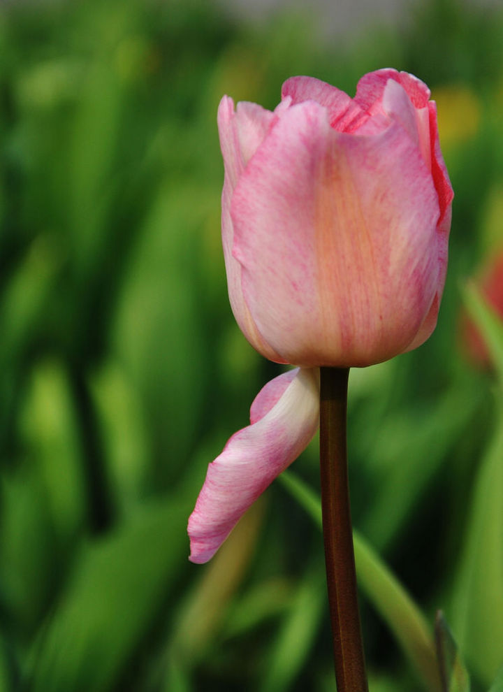 Language of tulip