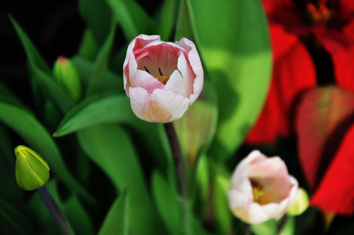 Language of tulip