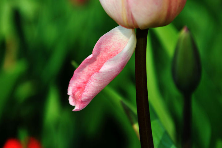 Language of tulip