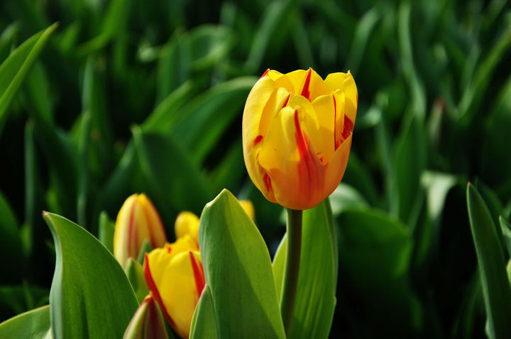 Language of tulip