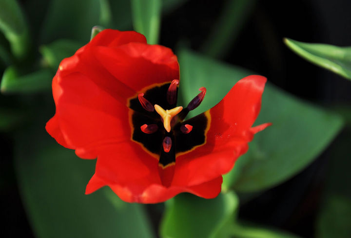 Language of tulip