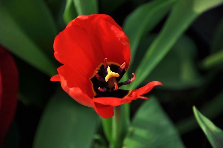 Language of tulip