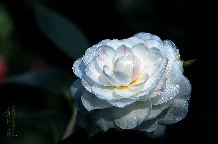 ɽ