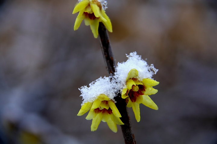 雪梅