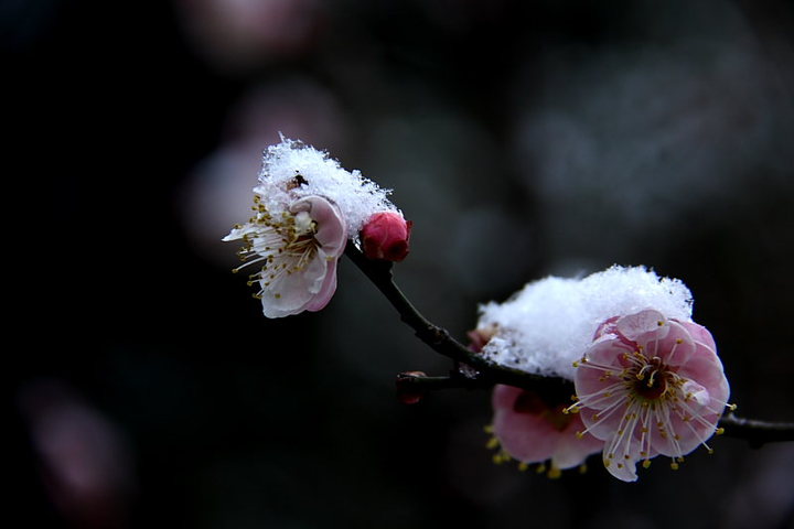 雪梅