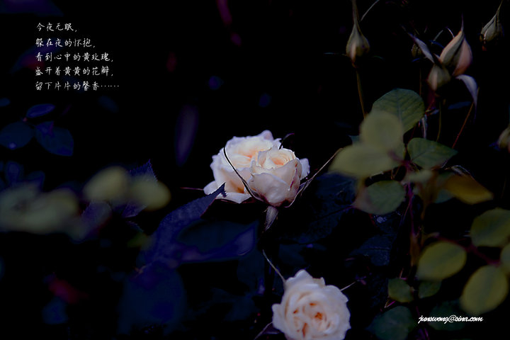 玫瑰花伤感视频素材图片