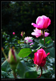 浪漫系列之粉玫瑰