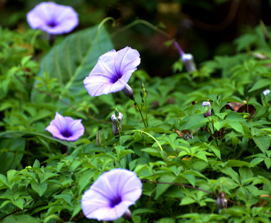 我拍的花花草草