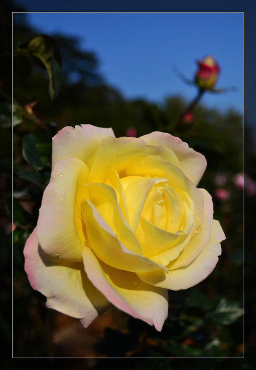 浪漫系列之黄玫瑰