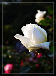 浪漫系列之白玫瑰