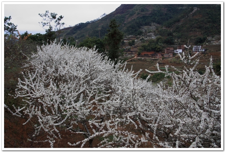 【茶山香雪攝影圖片】信宜市茶山鎮風光攝影_木皮光影_太平洋電腦網