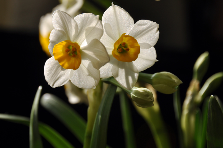 水仙花 第 1 幅