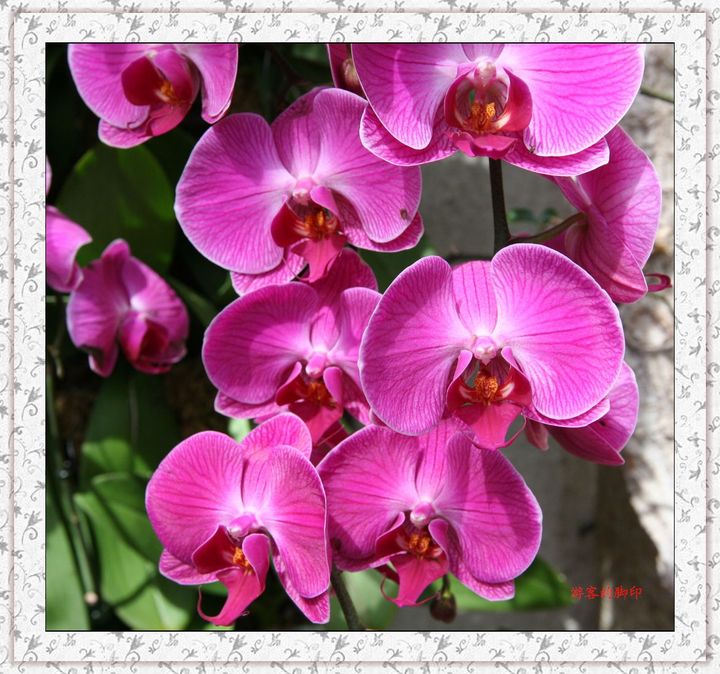 粉红色兰花品种及图片图片