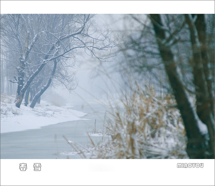 春雪