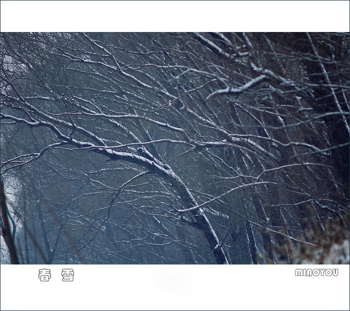 春雪