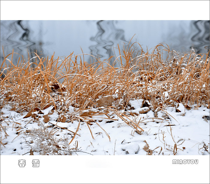 春雪
