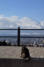 我看富士山