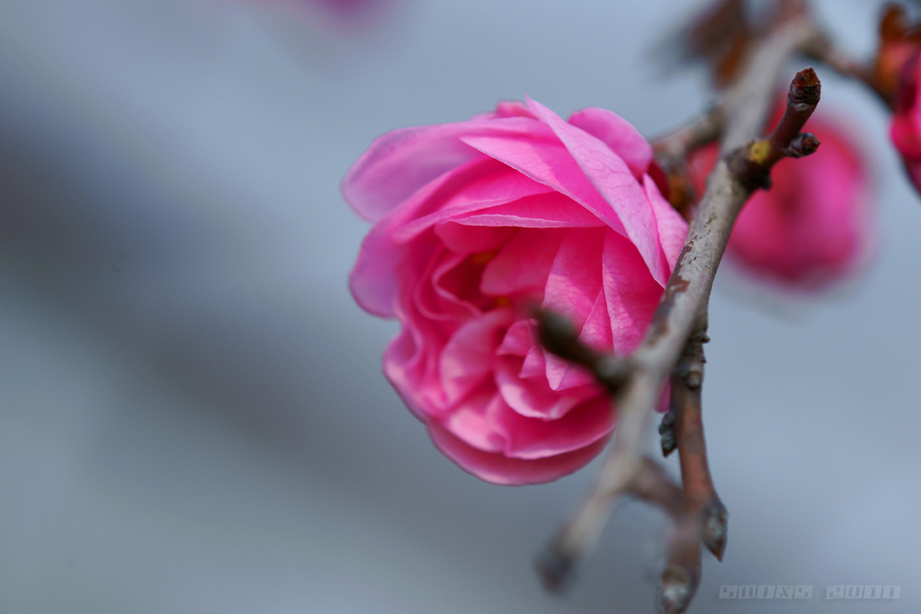 紅梅花開