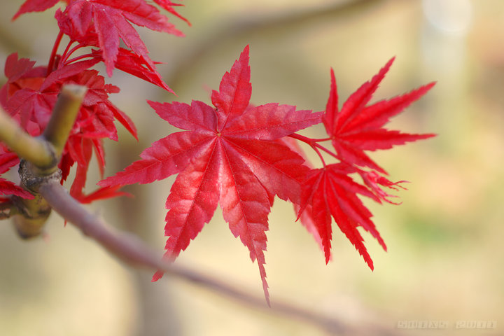 【深秋的枫叶摄影图片】植物园生态摄影