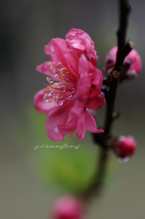 枝头桃花俏