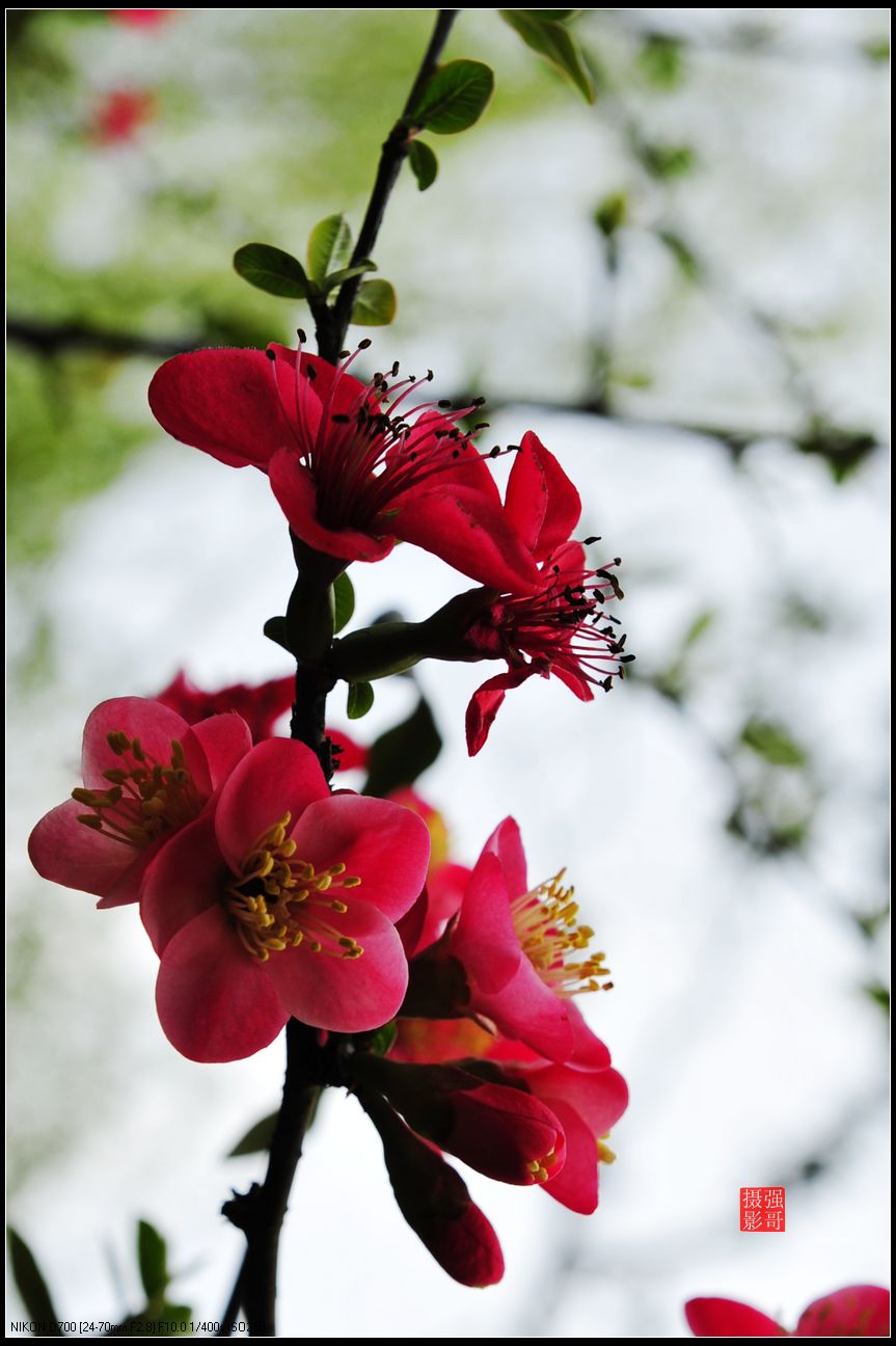 红梅花开迎春来 尼康 d700(配24-70,70-200mm