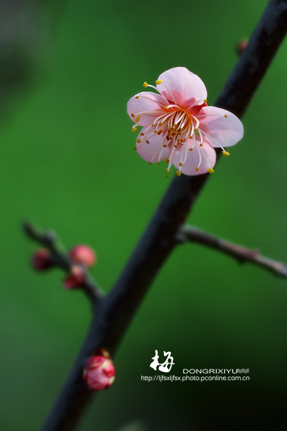 幾張梅花