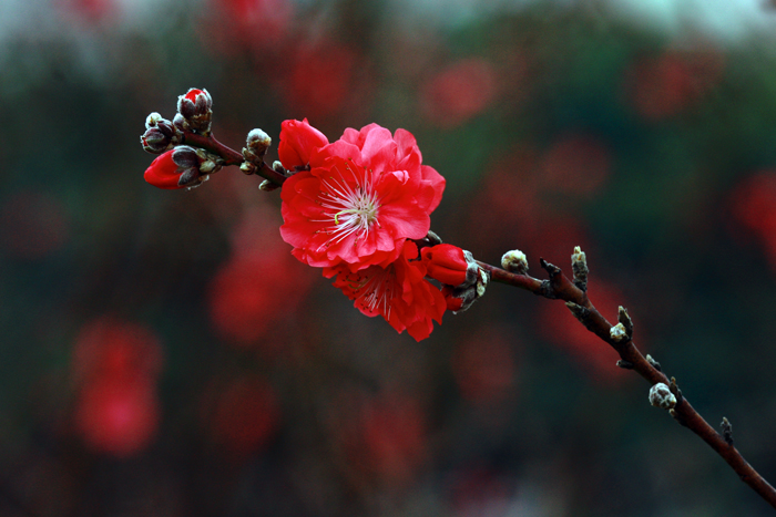 桃花灼灼