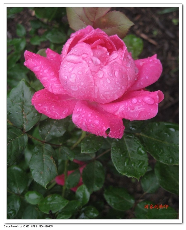 滴滴雨露潤玫瑰