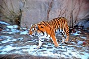 北京动物园冬天的老虎·京城影记《十七》