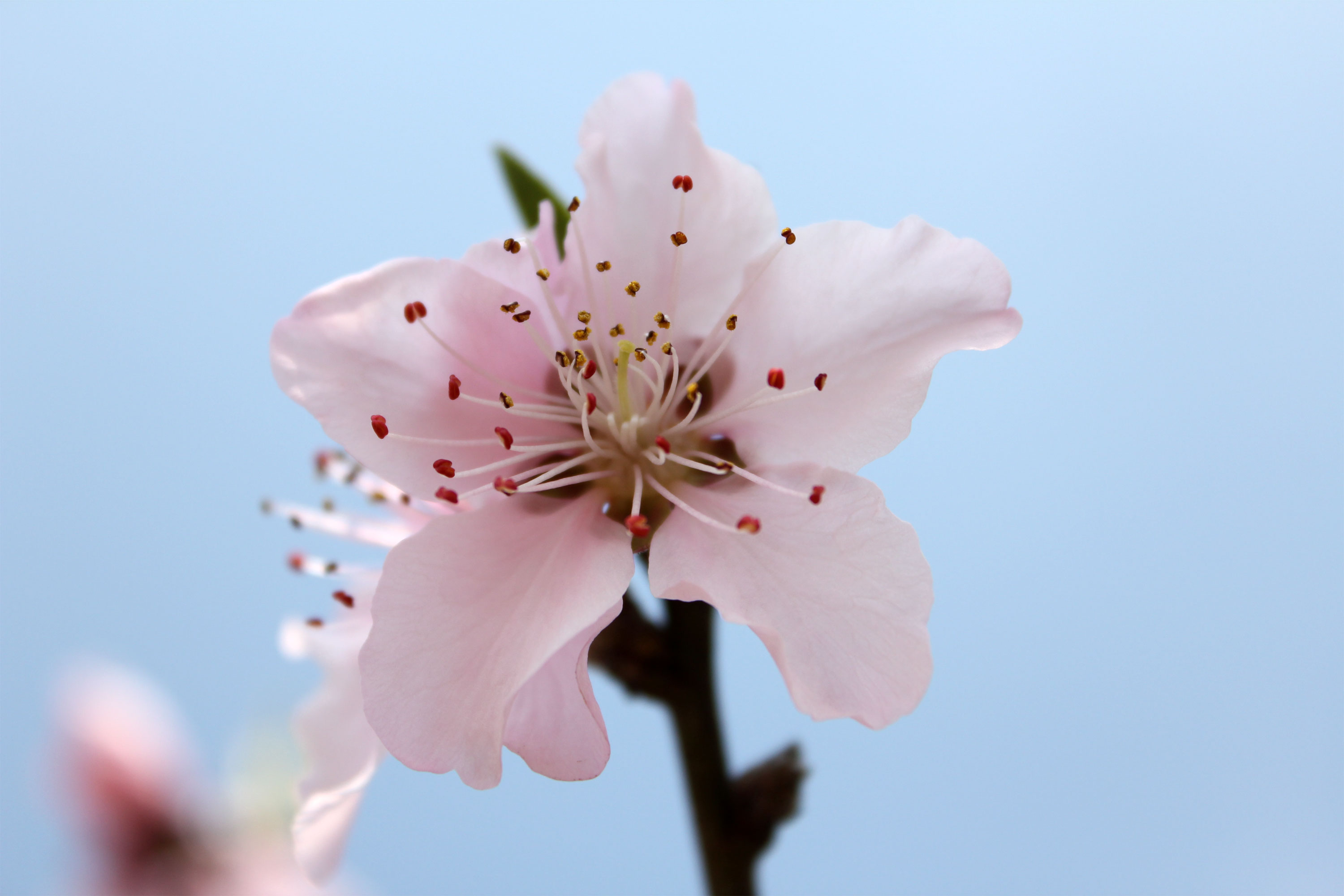 桃花朵朵開