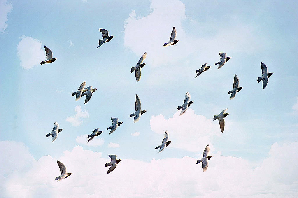 鸽子飞翔的图片 唯美图片