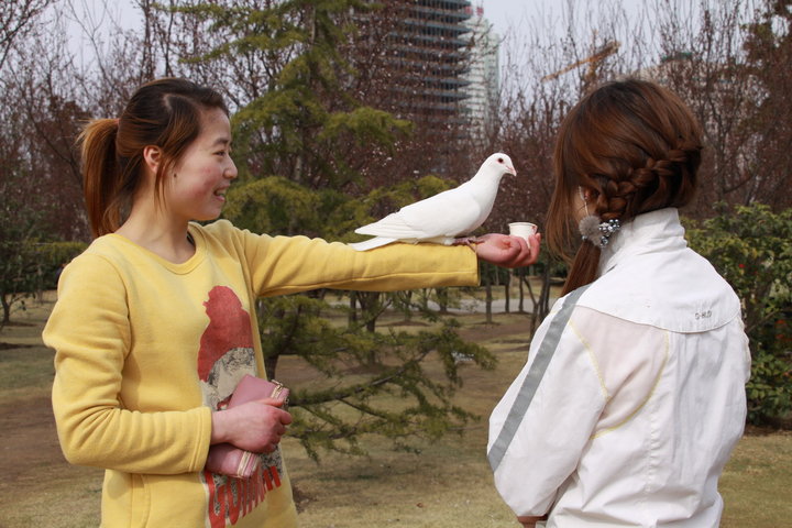 春天里,杏花公园拍鸽子!
