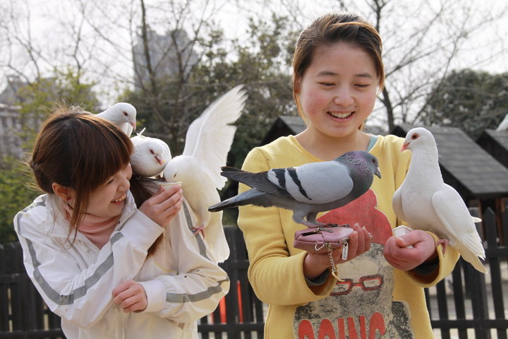 春天里,杏花公园拍鸽子!