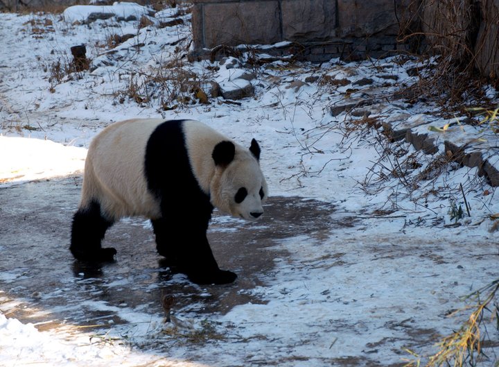 【北京动物园里冬天的熊猫·京城影记《十九》
