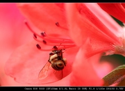 蜜蜂&小花