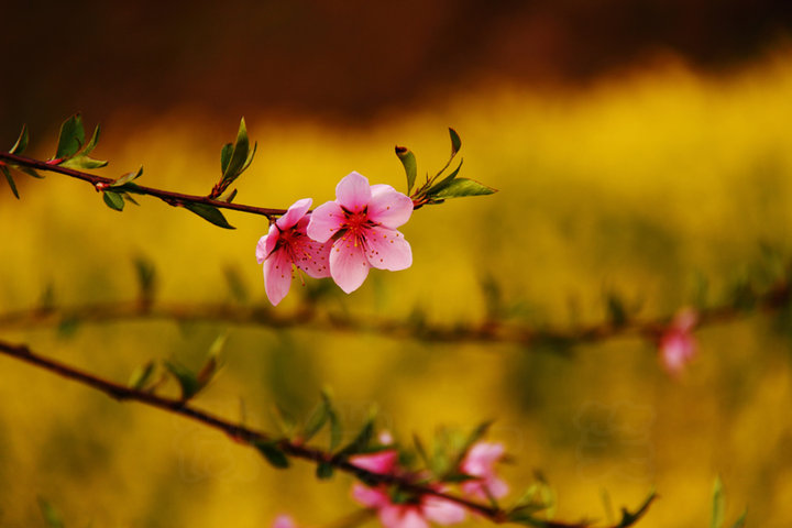 桃花灼灼春意濃 (共p)