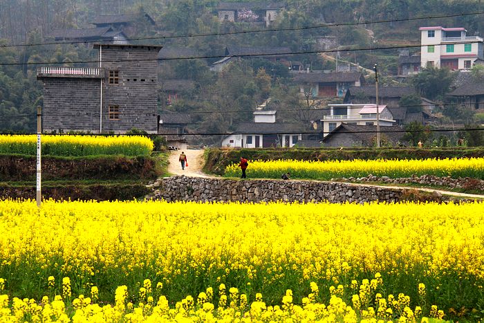 【山裡的油菜花攝影圖片】湘西農村生態攝影_小東學攝影_太平洋電腦網