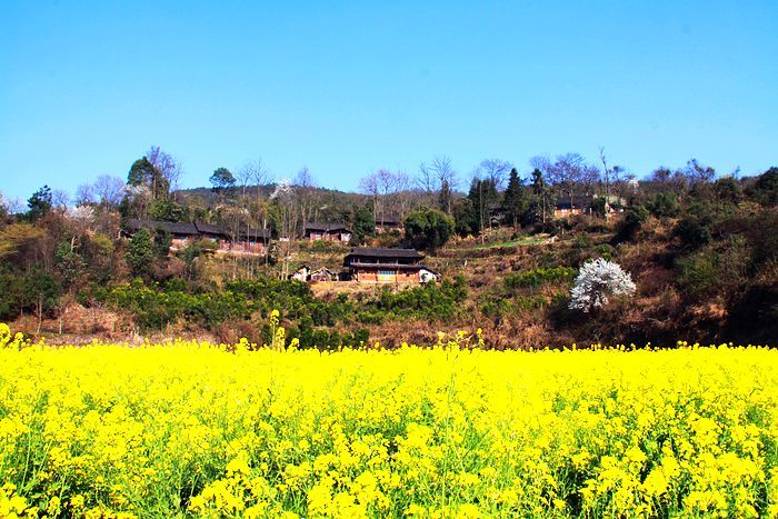 【山裡的油菜花攝影圖片】湘西農村生態攝影_小東學攝影_太平洋電腦網