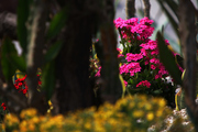 辰山植物园拍花