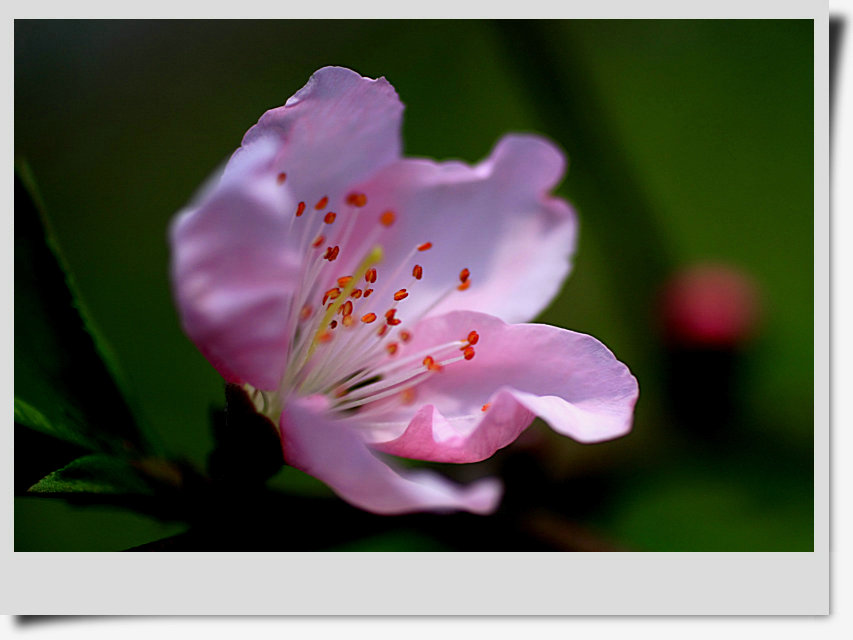 桃花朵朵開