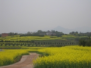 漫山油菜花飘香