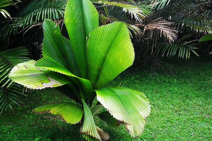 棕榈生活环境图片