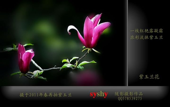 春韵-浓彩淡抹紫玉兰（2011年春）