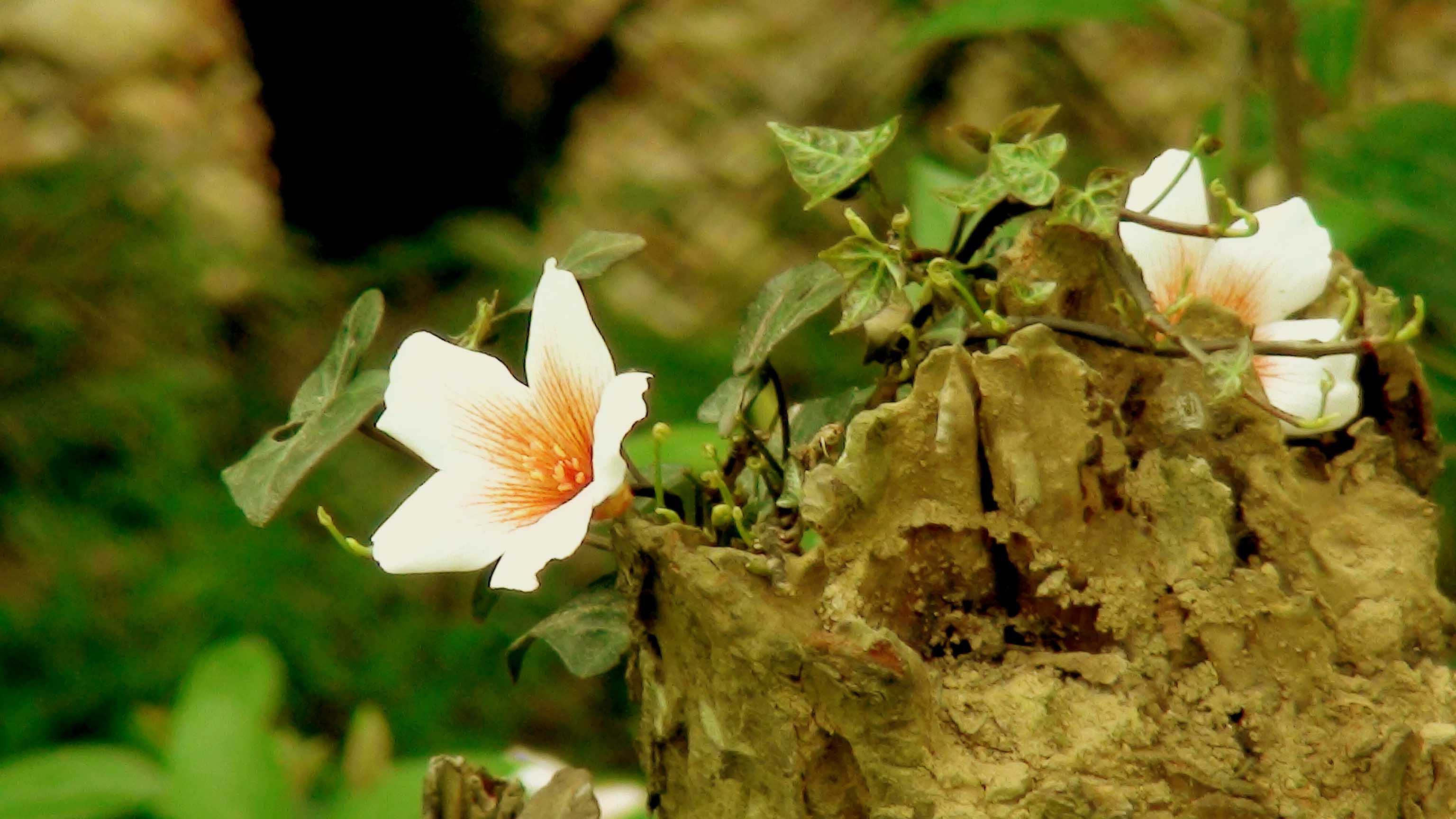 桐子花开