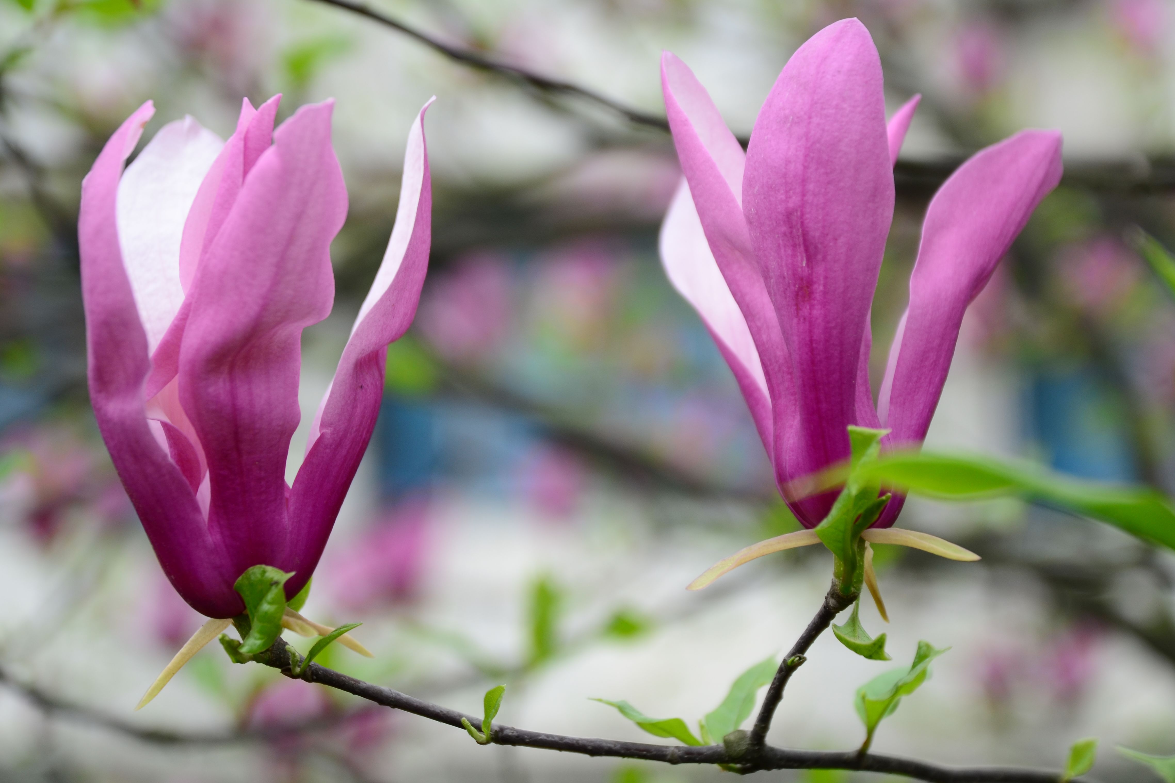 紫玉兰一年开几次花(紫玉兰花一年开几次花)