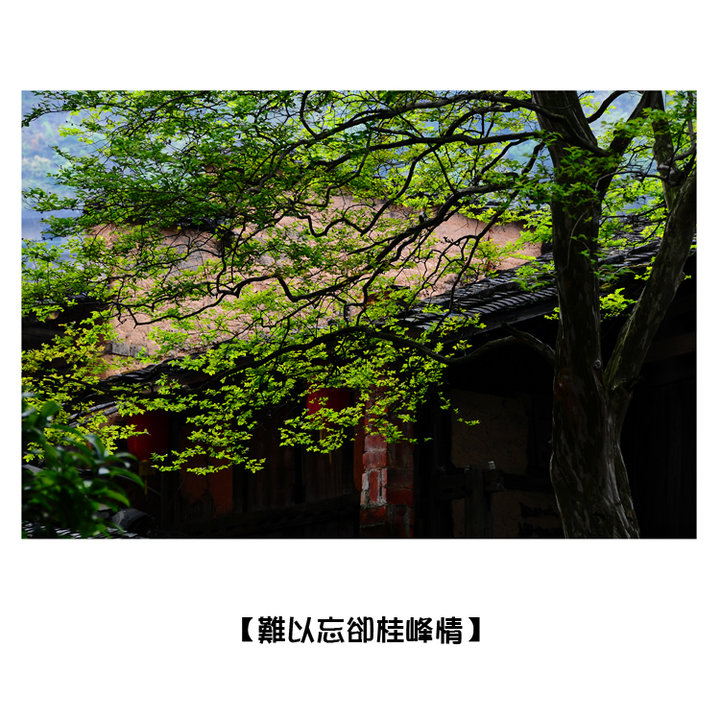 ȴ顿1