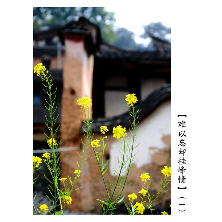 ȴ顿1