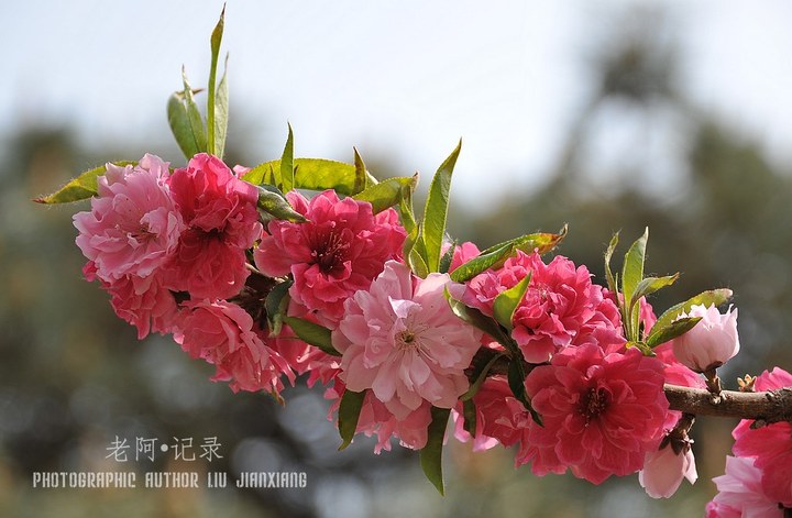 再拍碧桃花