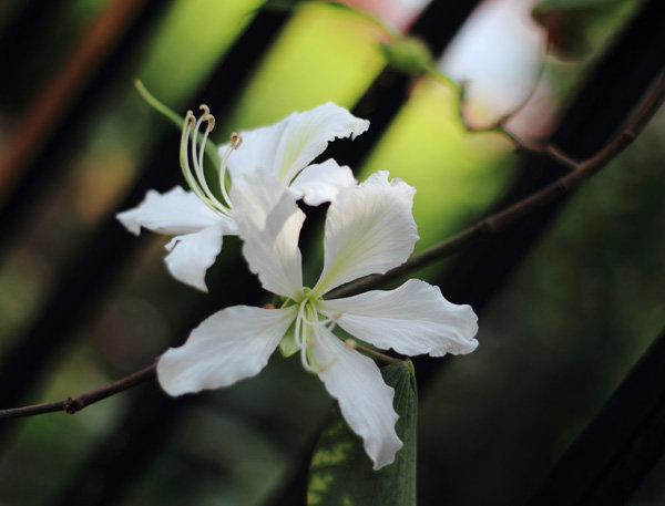 荆棘白花图片